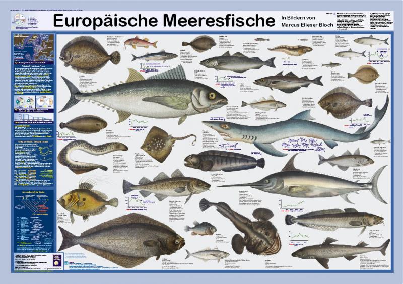 Europäische Meeresfische