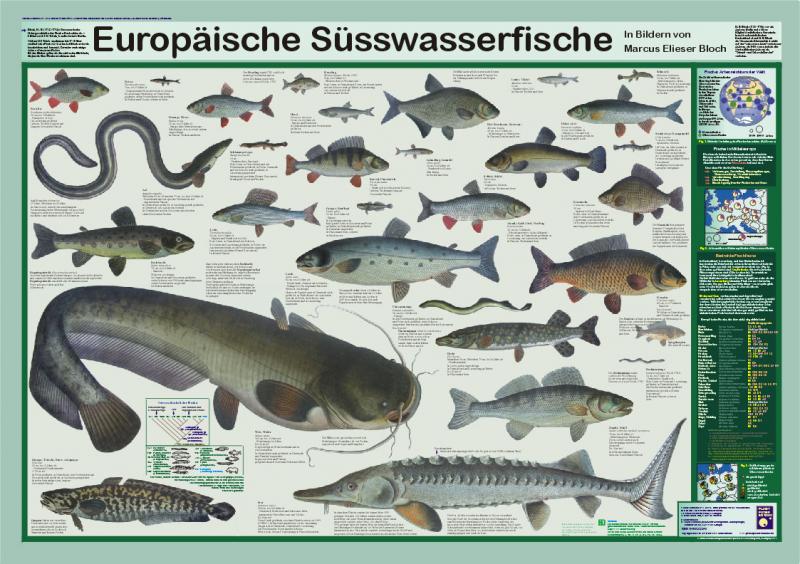 Europäische Süsswasserfische