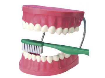 Zahnpflegemodell